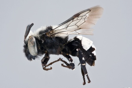 [Isepeolus wagenknechti male (lateral/side view) thumbnail]